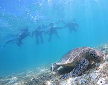 アマミエンシスに投稿された画像（2024/7/16）