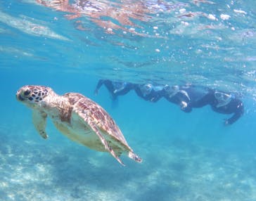 アマミエンシスに投稿された画像（2024/7/16）