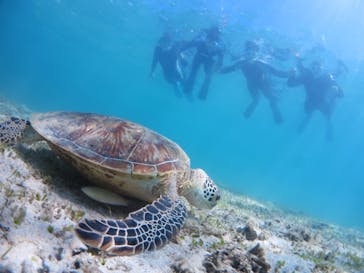 アマミエンシスに投稿された画像（2024/7/16）