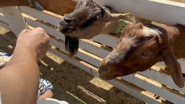 成田ゆめ牧場に投稿された画像（2024/7/16）