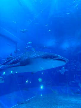 沖縄美ら海水族館に投稿された画像（2024/7/16）