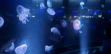 京都水族館に投稿された画像（2024/7/16）