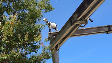 沖縄こどもの国に投稿された画像（2024/7/16）