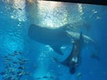 沖縄美ら海水族館に投稿された画像（2024/7/16）