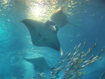 沖縄美ら海水族館に投稿された画像（2024/7/16）
