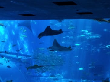 沖縄美ら海水族館に投稿された画像（2024/7/16）