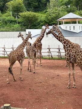 多摩動物公園に投稿された画像（2024/7/16）