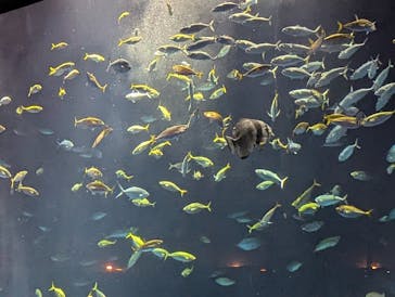 四国水族館に投稿された画像（2024/7/16）