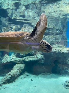 名古屋港水族館に投稿された画像（2024/7/16）