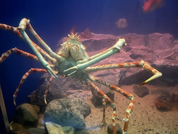 名古屋港水族館に投稿された画像（2024/7/16）