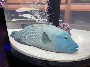 横浜開運水族館 フォーチュンアクアリウムに投稿された画像（2024/7/16）