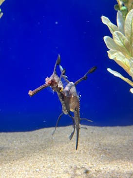 サンシャイン水族館に投稿された画像（2024/7/16）