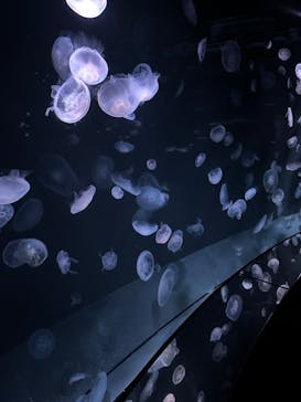 サンシャイン水族館に投稿された画像（2024/7/16）