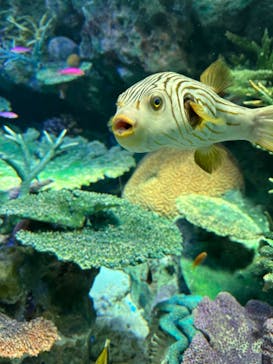 サンシャイン水族館に投稿された画像（2024/7/16）