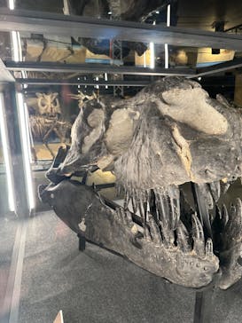 福井県立恐竜博物館に投稿された画像（2024/7/16）