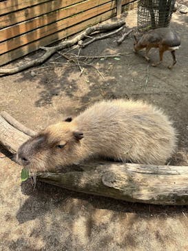 那須どうぶつ王国に投稿された画像（2024/7/17）