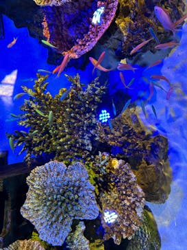 竹島水族館に投稿された画像（2024/7/17）