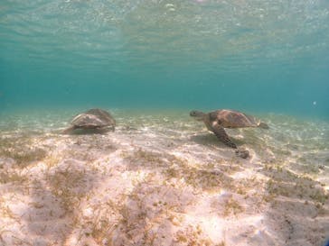初心者専門宮古島シュノーケリングツアーに投稿された画像（2024/7/17）