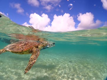 初心者専門宮古島シュノーケリングツアーに投稿された画像（2024/7/17）