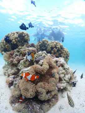 初心者専門宮古島シュノーケリングツアーに投稿された画像（2024/7/17）