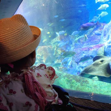 大分マリーンパレス水族館 「うみたまご」に投稿された画像（2024/7/17）