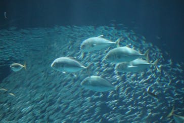 マリンワールド海の中道に投稿された画像（2024/7/17）