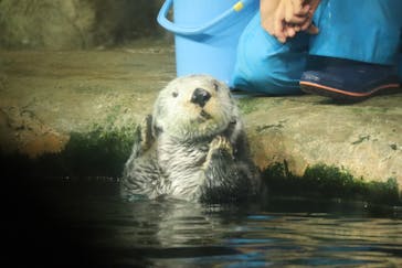 マリンワールド海の中道に投稿された画像（2024/7/17）