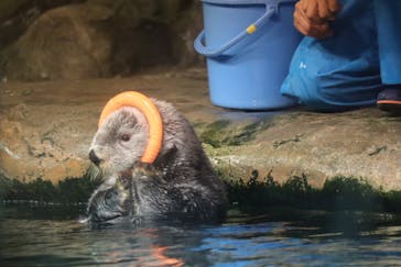 マリンワールド海の中道に投稿された画像（2024/7/17）