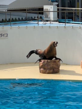 伊豆・三津シーパラダイスに投稿された画像（2024/7/17）