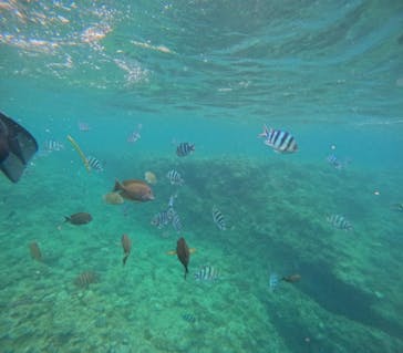 武藤潜水に投稿された画像（2024/7/17）