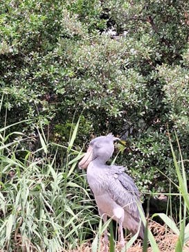 神戸どうぶつ王国に投稿された画像（2024/7/17）