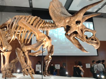 DinoScience 恐竜科学博 ～ララミディア大陸の恐竜物語～ 2024@OSAKAに投稿された画像（2024/7/17）