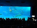 沖縄美ら海水族館に投稿された画像（2024/7/17）