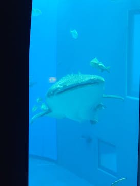沖縄美ら海水族館に投稿された画像（2024/7/17）