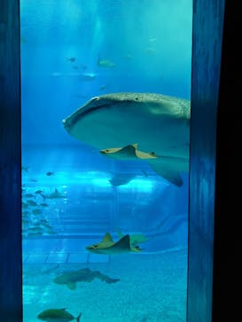 沖縄美ら海水族館に投稿された画像（2024/7/17）