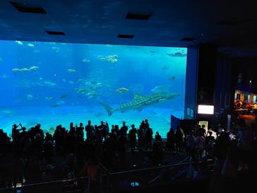 沖縄美ら海水族館に投稿された画像（2024/7/17）