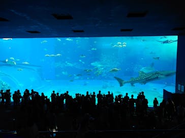 沖縄美ら海水族館に投稿された画像（2024/7/17）