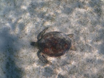 宮古島マリンショップSmileyに投稿された画像（2024/7/17）