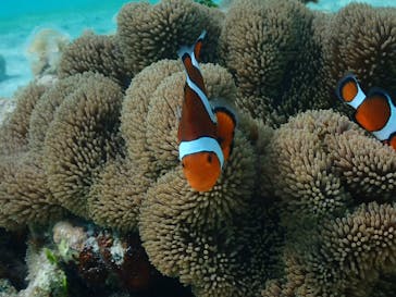 宮古島マリンショップSmileyに投稿された画像（2024/7/17）