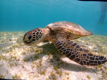 宮古島マリンショップSmileyに投稿された画像（2024/7/17）