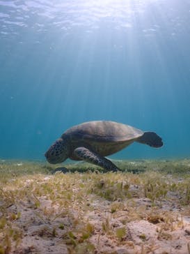 宮古島マリンショップSmileyに投稿された画像（2024/7/17）