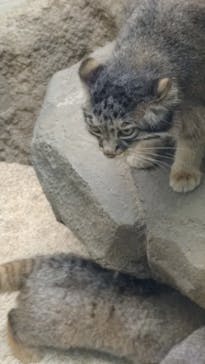 神戸どうぶつ王国に投稿された画像（2024/7/17）