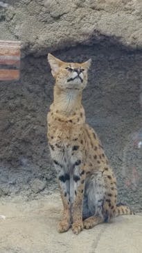 神戸どうぶつ王国に投稿された画像（2024/7/17）