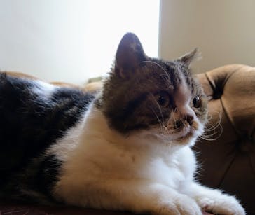 猫カフェモカ　池袋東口店に投稿された画像（2024/7/17）