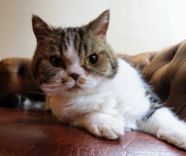 猫カフェモカ　池袋東口店に投稿された画像（2024/7/17）