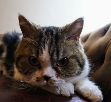 猫カフェモカ　池袋東口店に投稿された画像（2024/7/17）