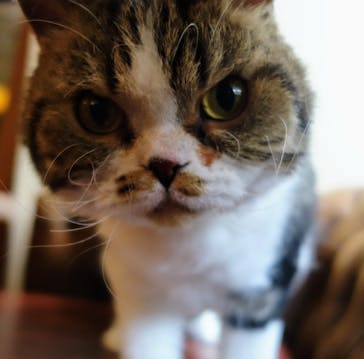 猫カフェモカ　池袋東口店に投稿された画像（2024/7/17）