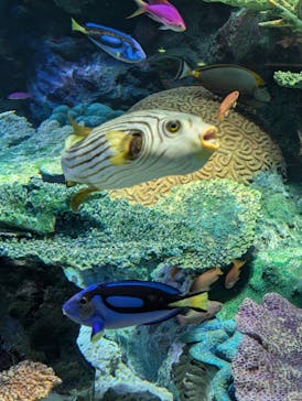 サンシャイン水族館に投稿された画像（2024/7/17）