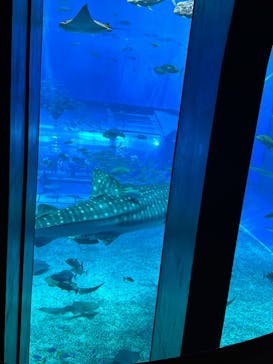 沖縄美ら海水族館に投稿された画像（2024/7/17）