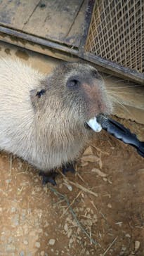 美らヤシパークオキナワ・東南植物楽園に投稿された画像（2024/7/17）